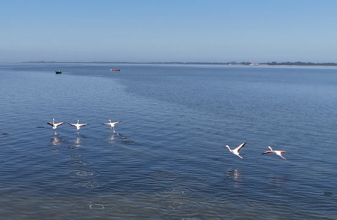 Flamingos wading in the shallow waters of the Aveiro coastal lagoon